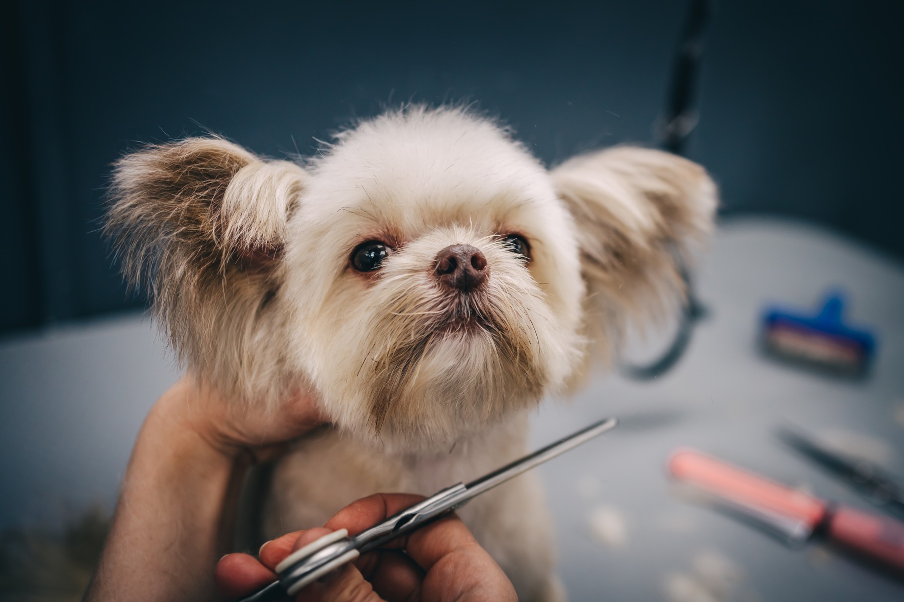 Dog groomed at Kokoni Pet Grooming Salon