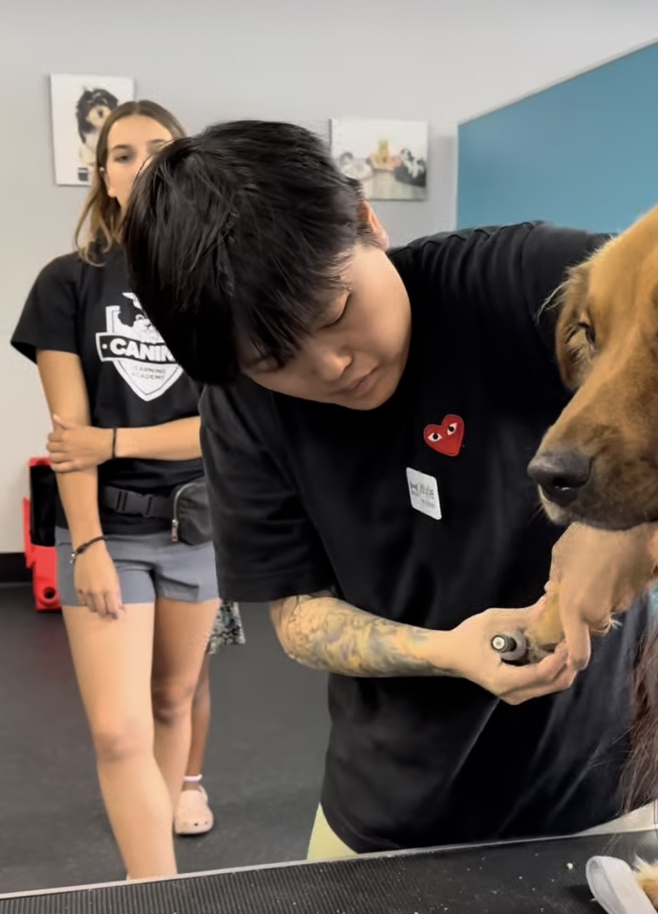 Kokoni groomer caring for a dog