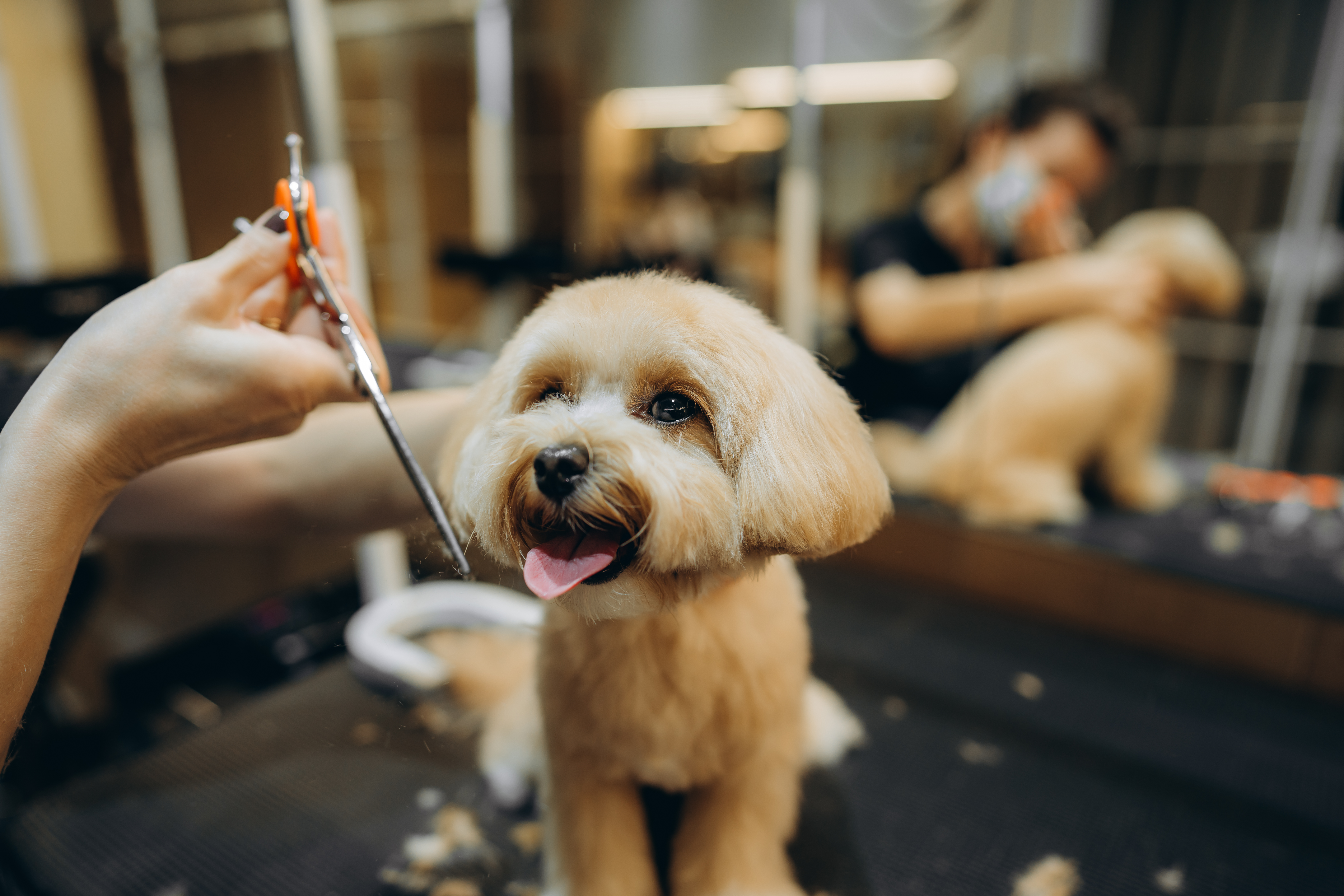 Maltipoo haircut at Kokoni Pet Grooming Salon